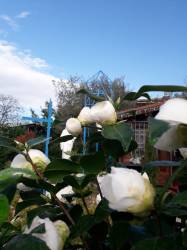 Pensiero di Padre Pio