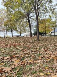 Messaggio di Padre Pio